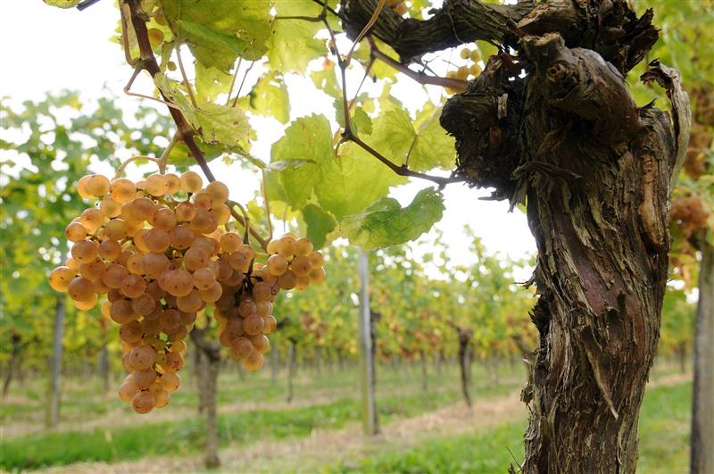 Domaine Capdevielle