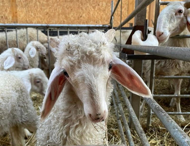 Ferme Coussirat