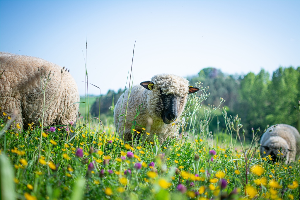 Le petit Berdis - photo 2