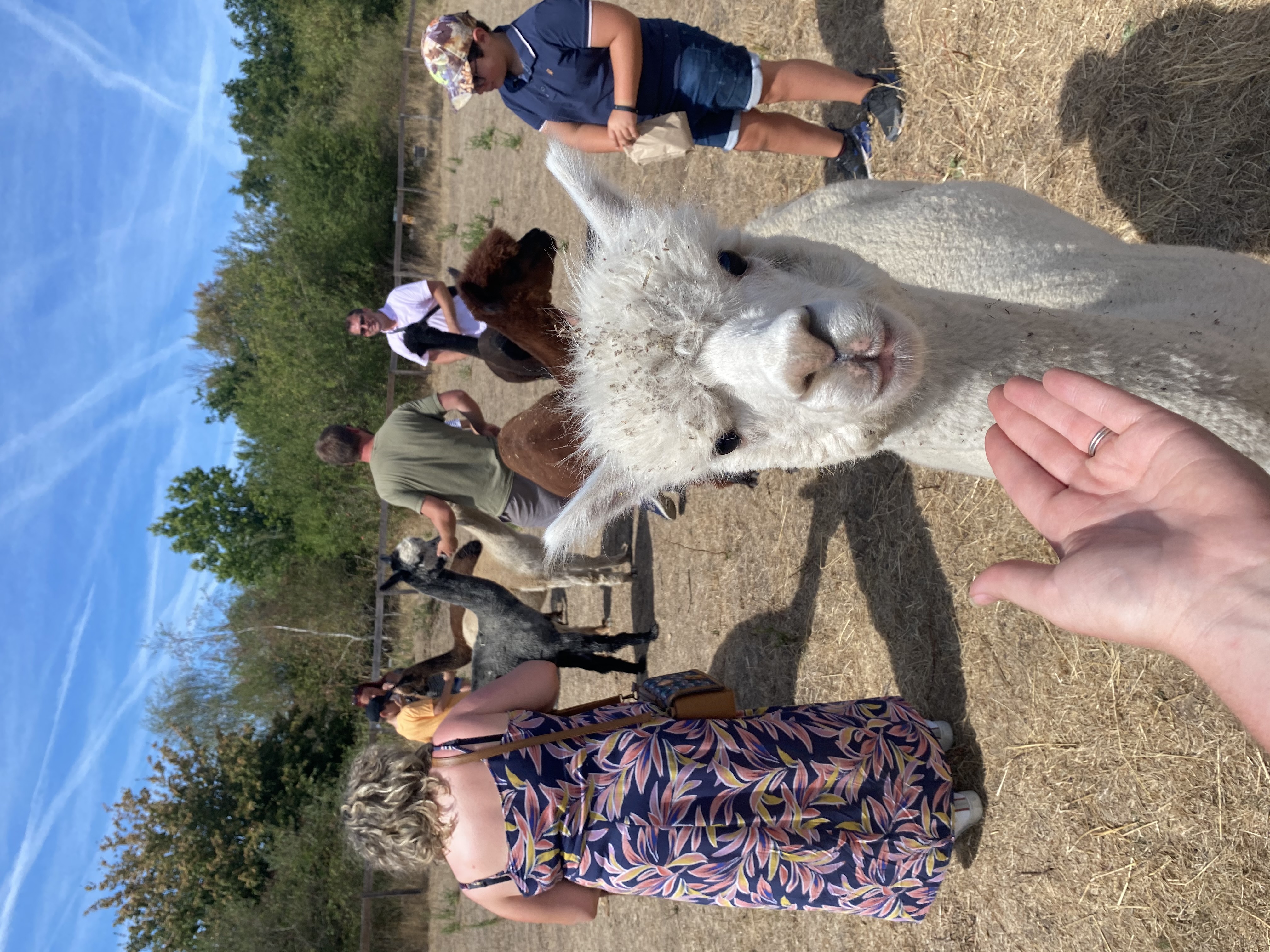 La Petite Ferme d'Alpagas Sanzay, Argentonnay - photo 13