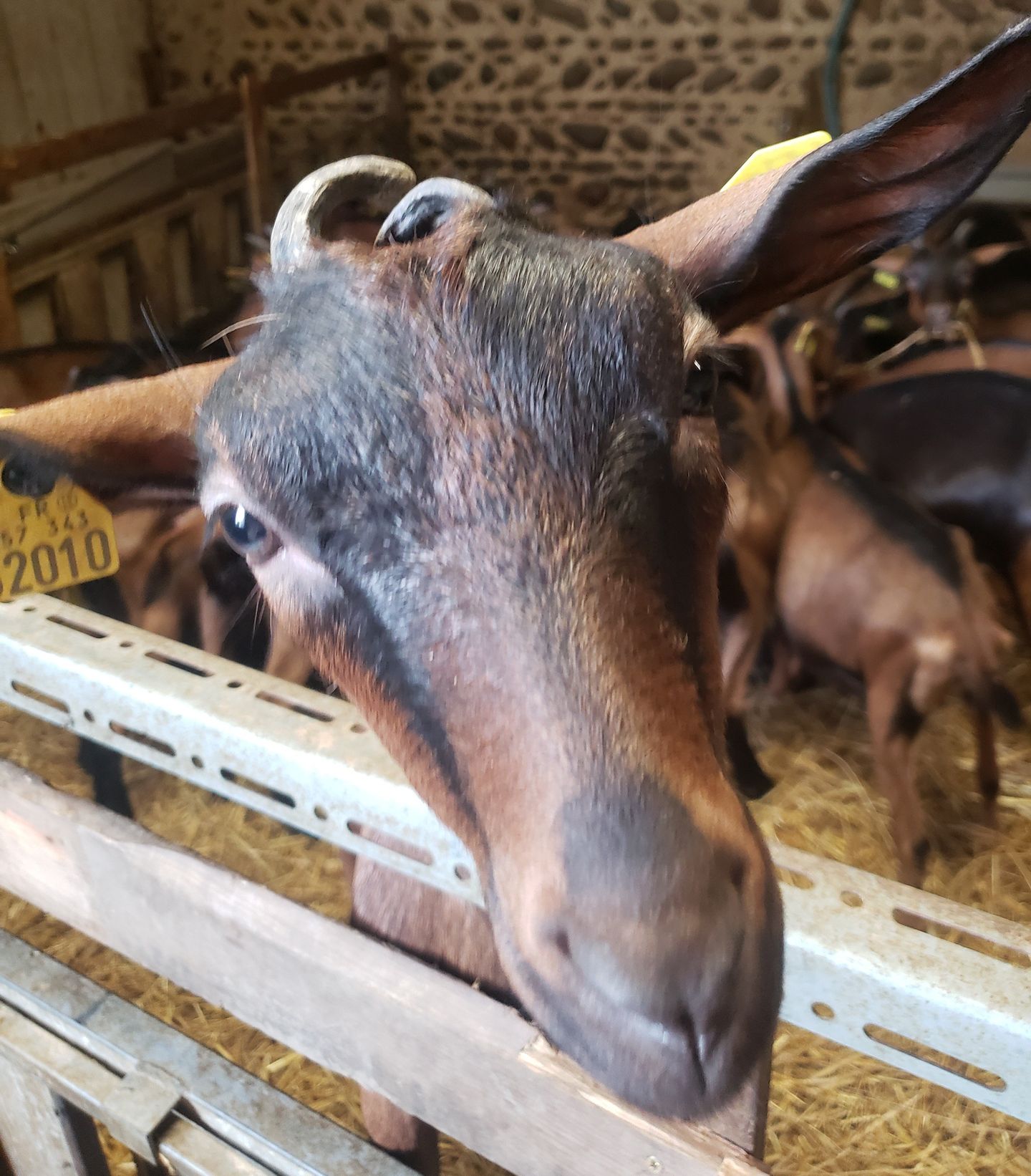 La Biquetterie Béarnaise - photo 4