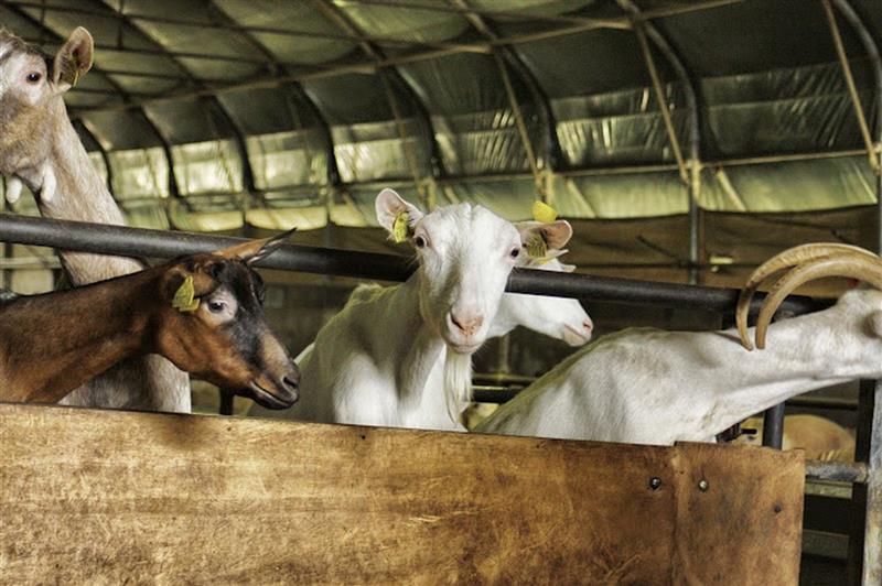 Ferme de Lou Viens