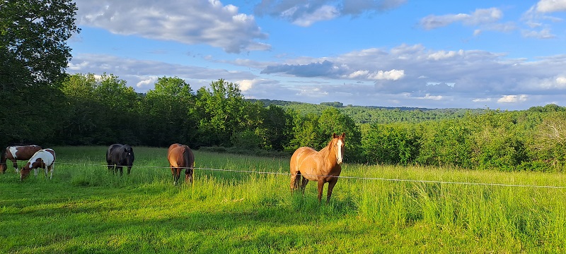 Terre de jade - Gîte du Hibou, Savignac-de-Miremont - photo 7