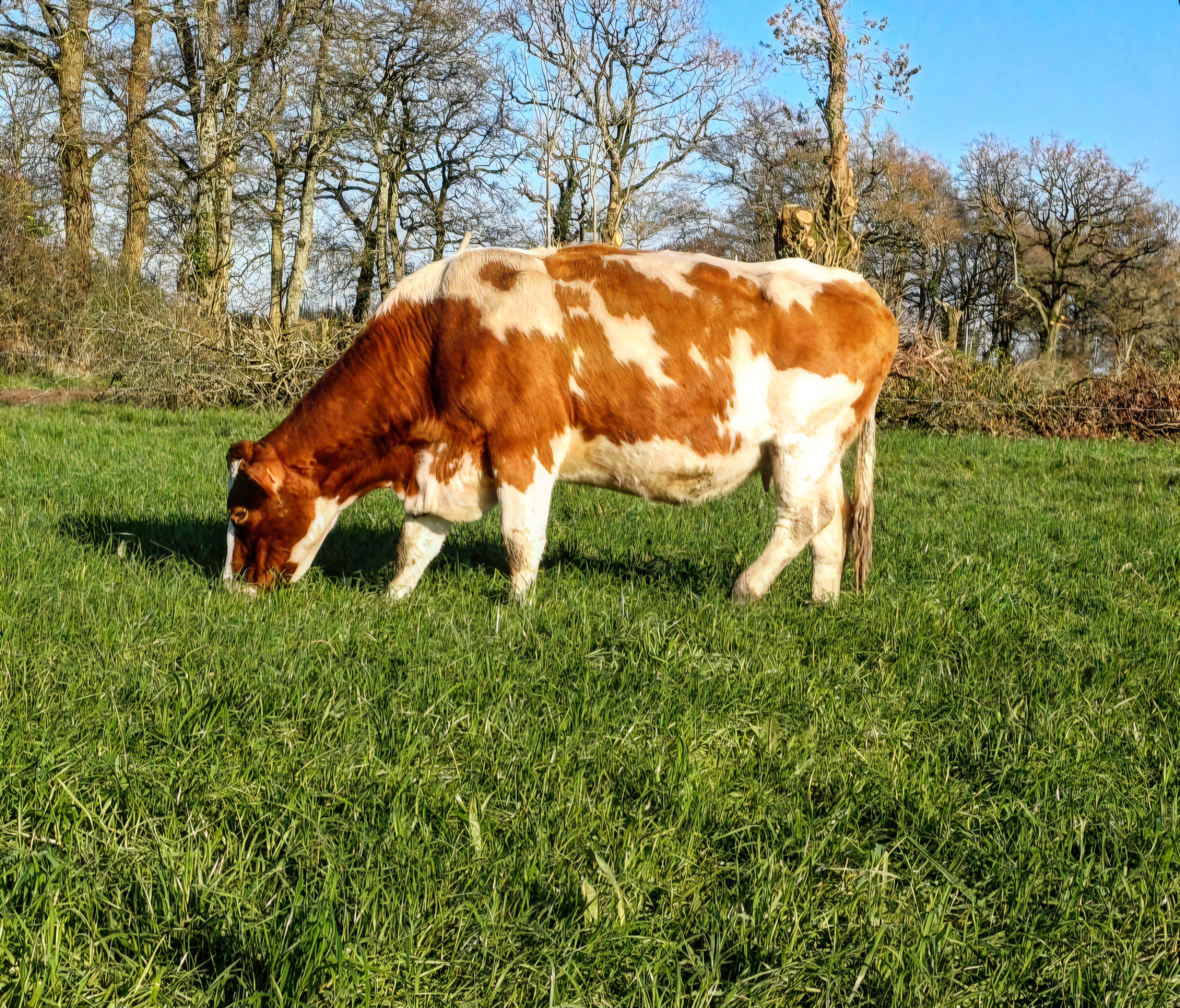 La Ferme de Villabbé - Romain Delion — photo 3