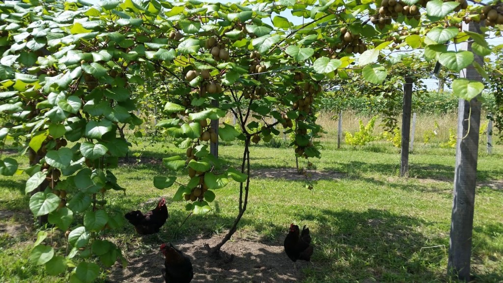 Gîte La Ferme du Claous, Orx - photo 18