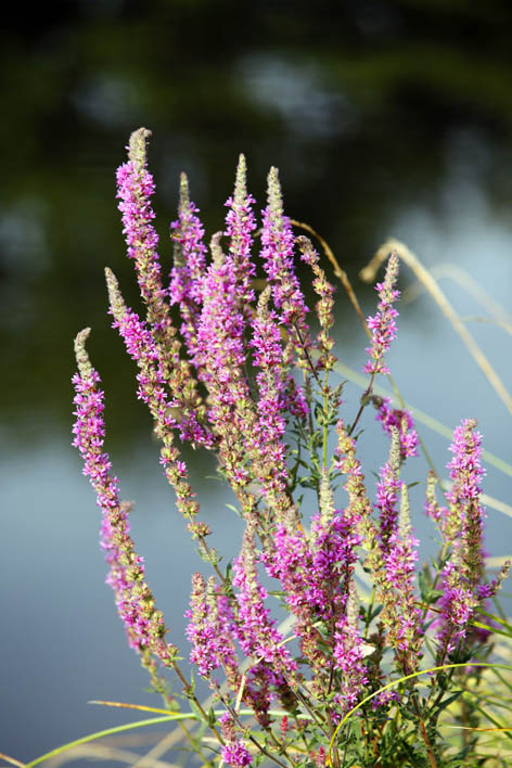 Sentier de découverte "l'Etang du Bourg Vieux" - photo 2