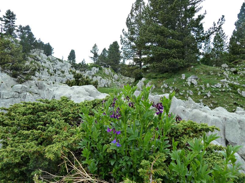 Le sentier botanique