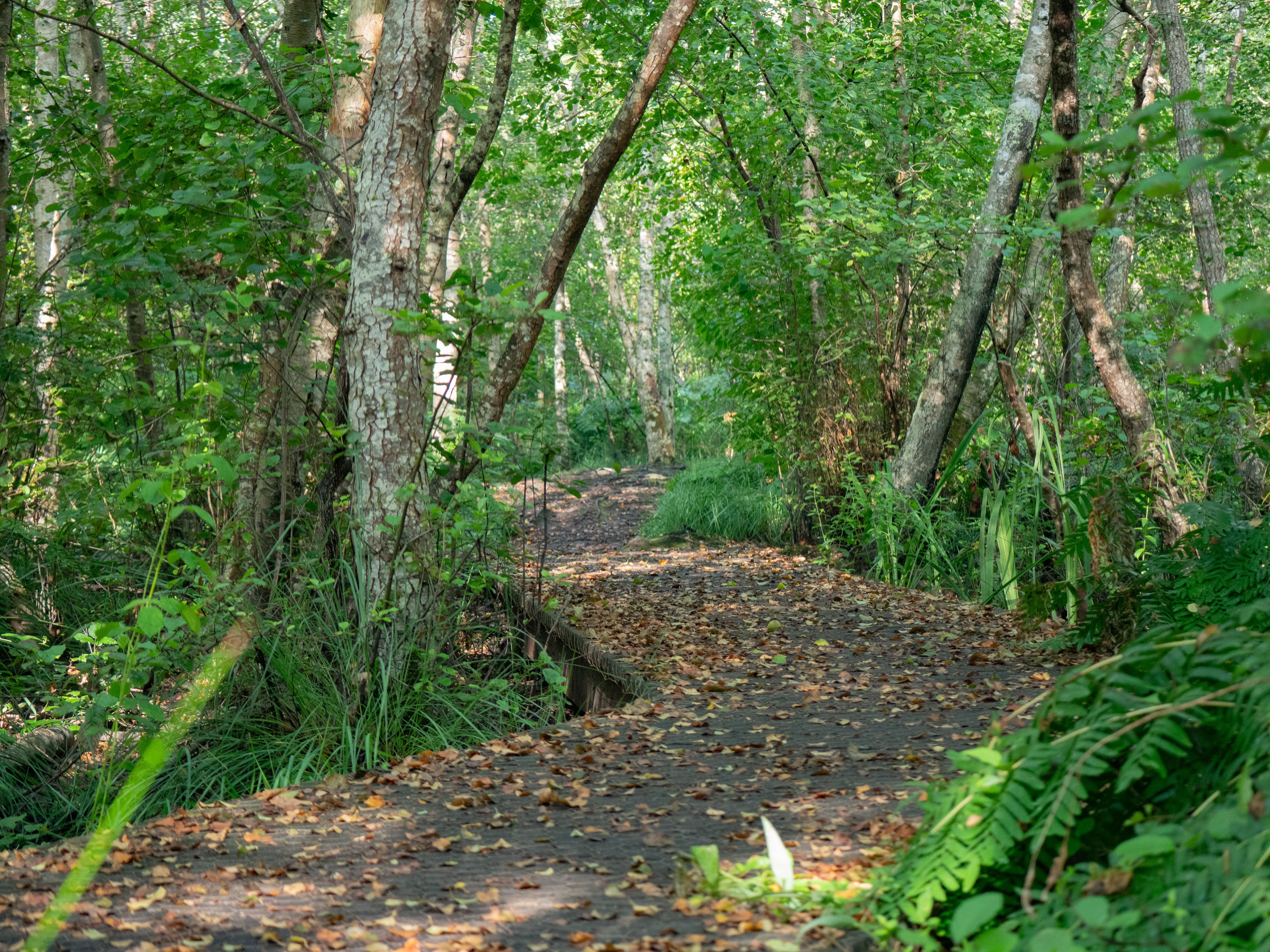 Réserve Biologique Dirigée de Vire vieille, Vignotte et Batejin, Lacanau - photo 3