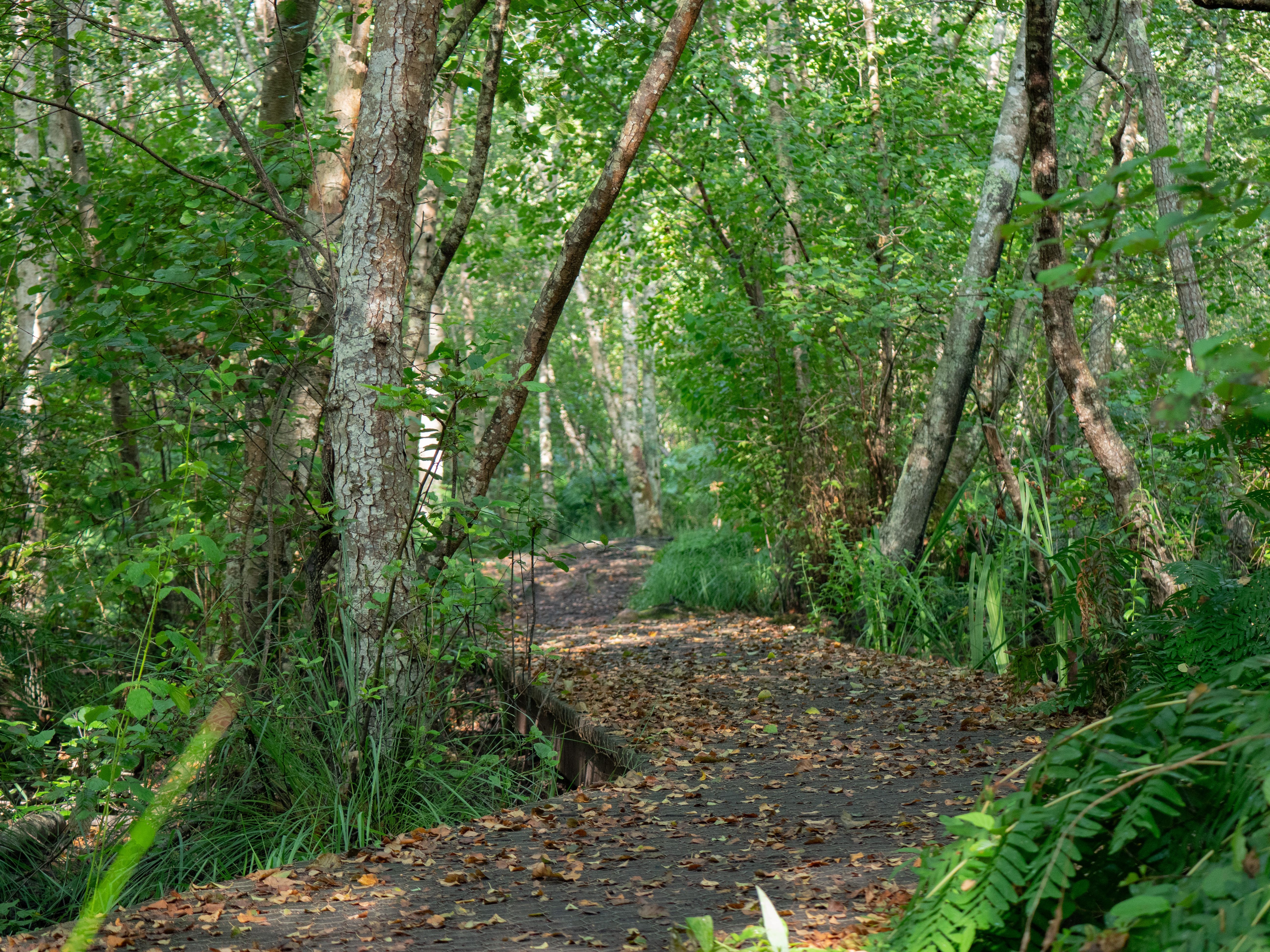 Le sentier de la Berle : un sentier naturellement fun !, Lacanau