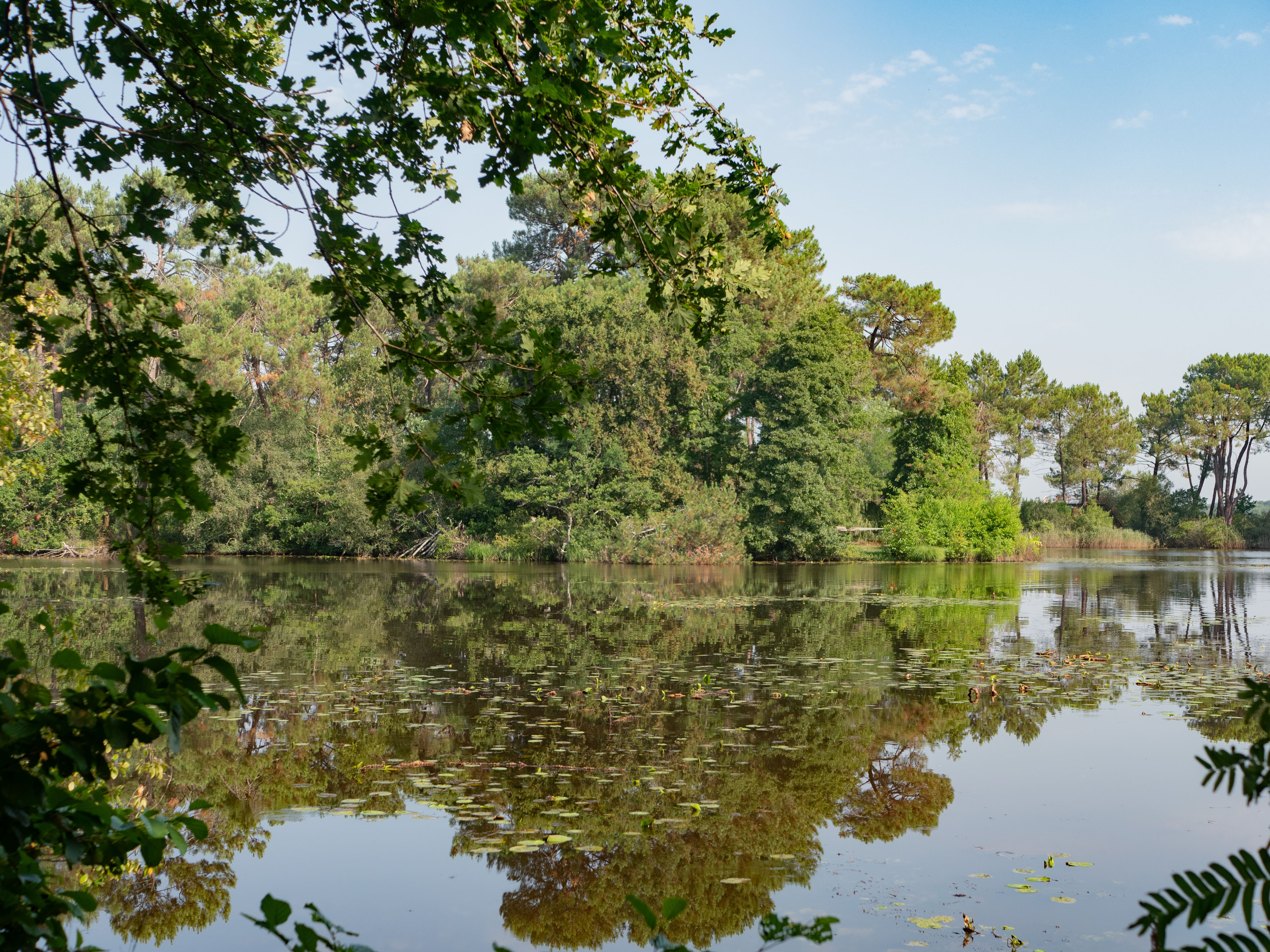 Réserve Biologique Dirigée de Vire vieille, Vignotte et Batejin, Lacanau - photo 2