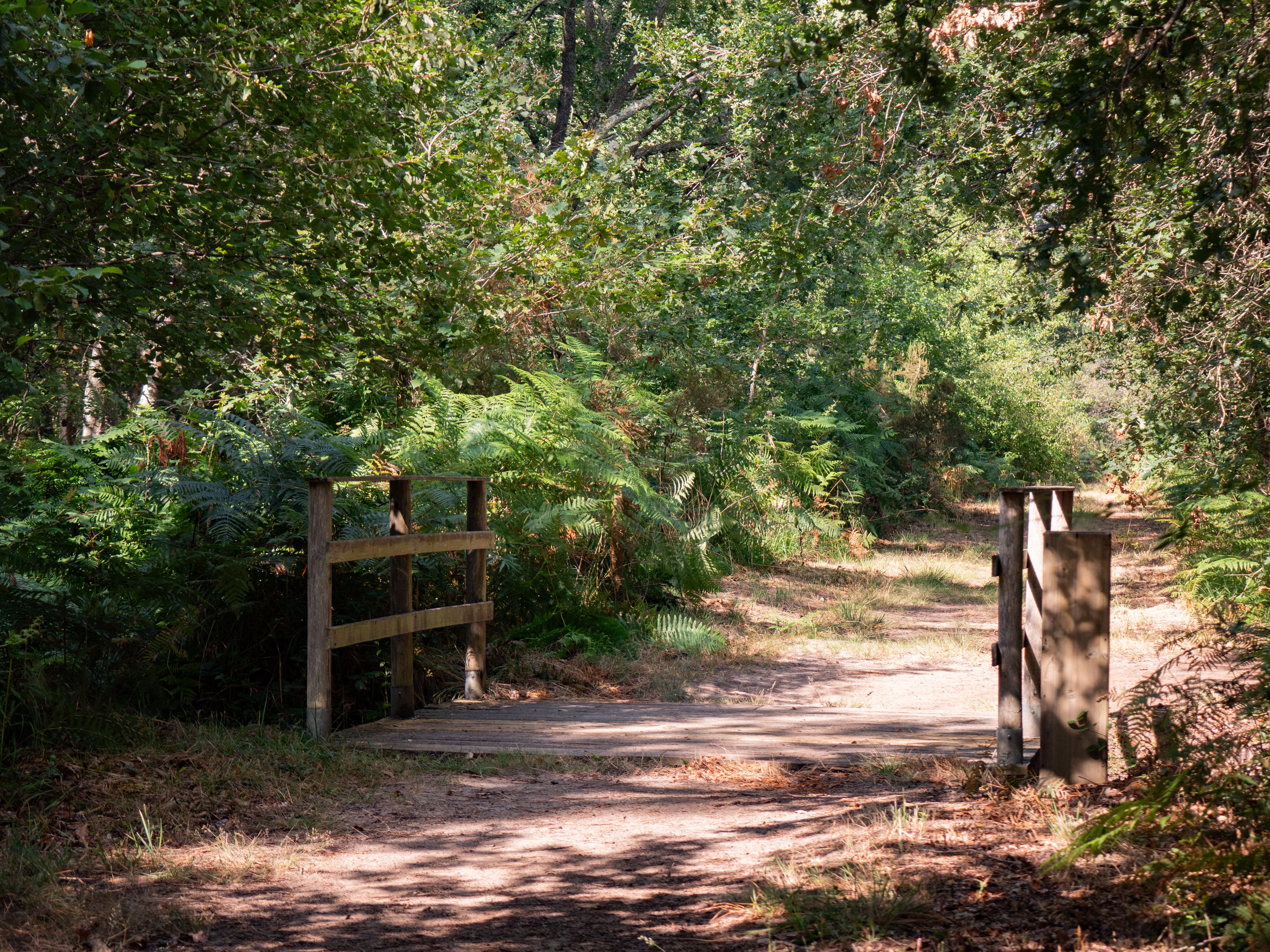 Le sentier de la Berle : un sentier naturellement fun !, Lacanau - photo 7