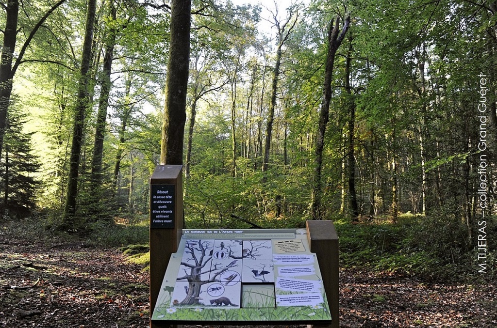 Sentier découverte de la Forêt de Chabrières, Guéret - photo 2