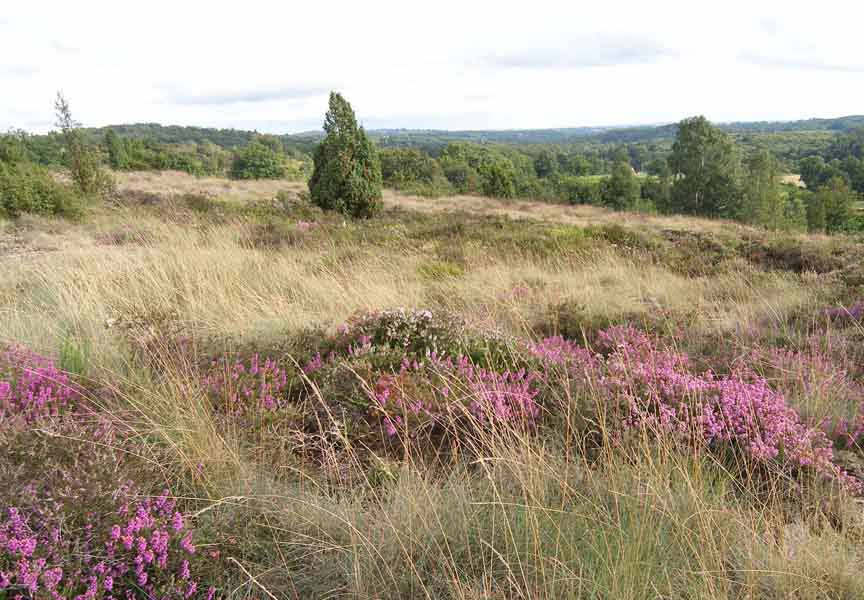Landes serpentinicoles du Cluzeau et de la Flotte, Meuzac - photo 7