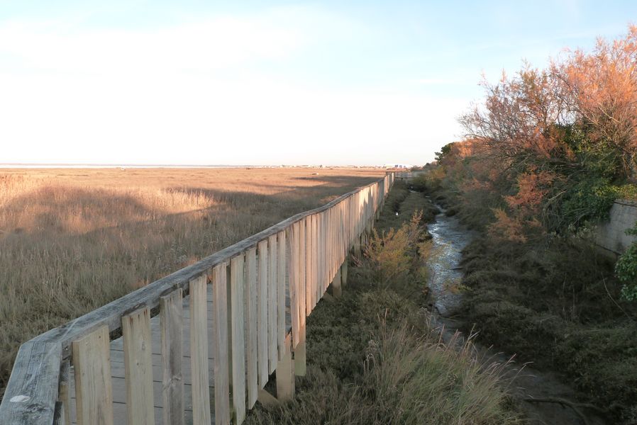 Le sentier du littoral de Gujan-Mestras