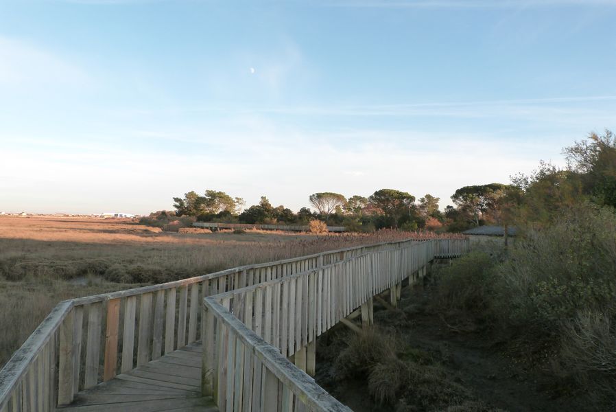 Le sentier du littoral de Gujan-Mestras - photo 3