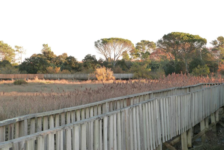 Le sentier du littoral de Gujan-Mestras - photo 5