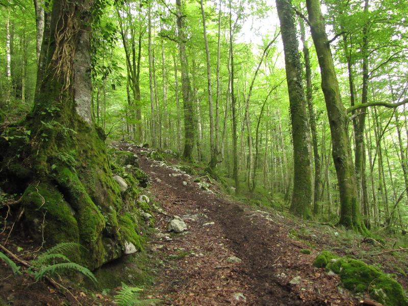 Forêt des Arbailles