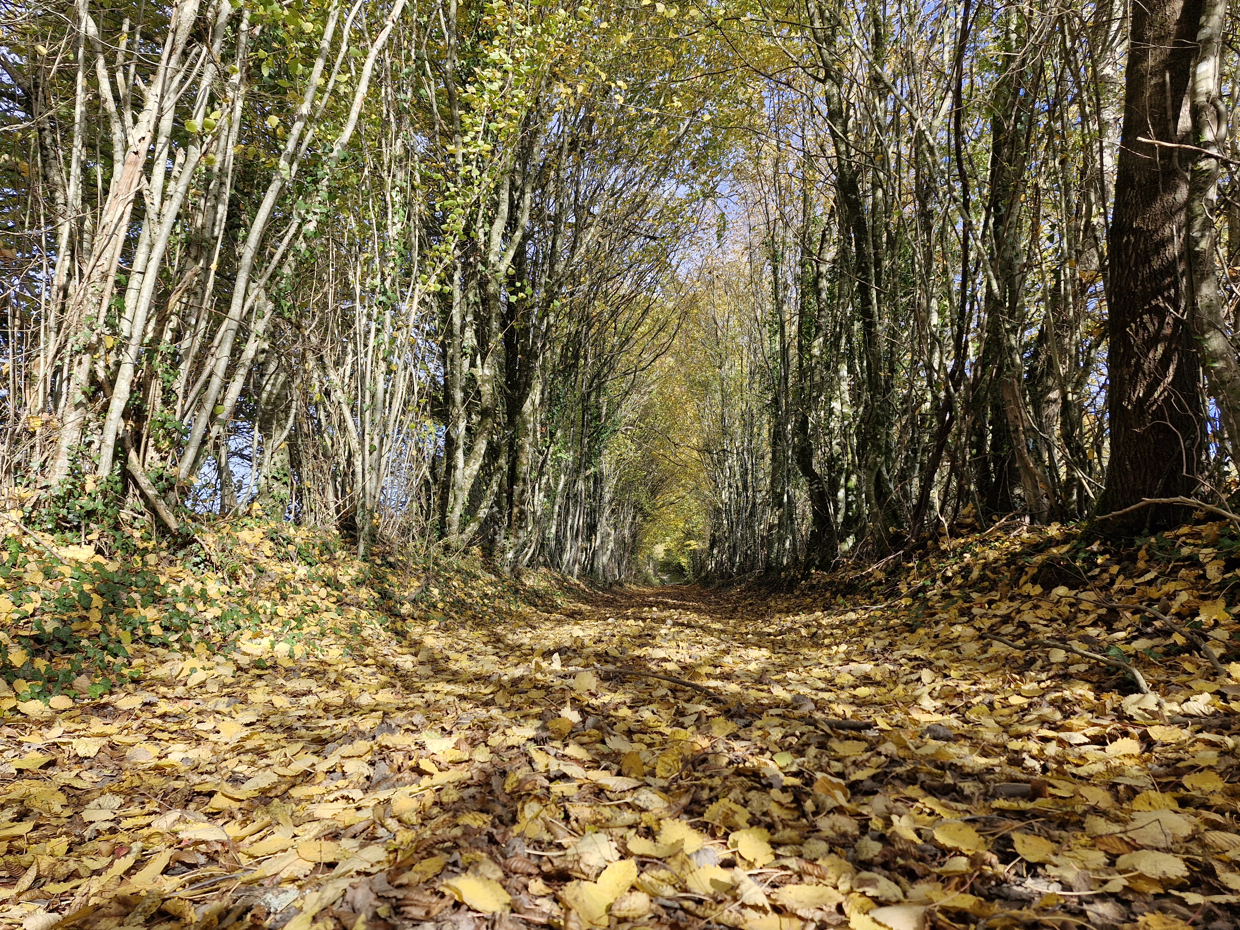 Pont des Farges et de Chanterane, Troche - photo 6