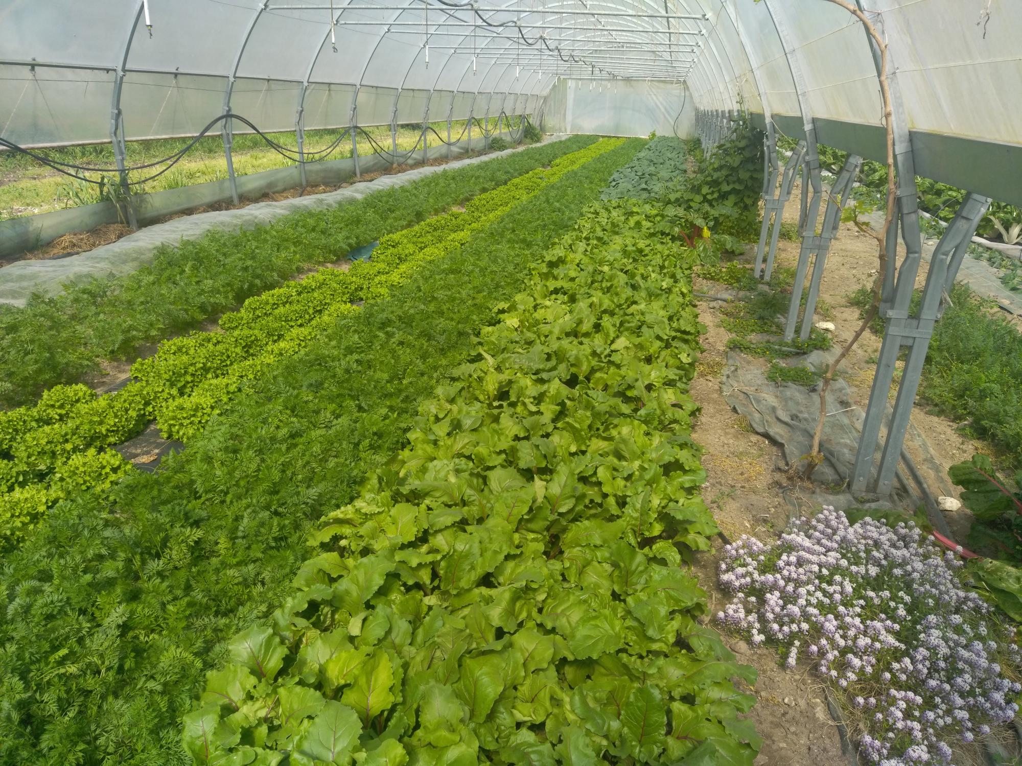 GAEC Le Jardin Maraîcher