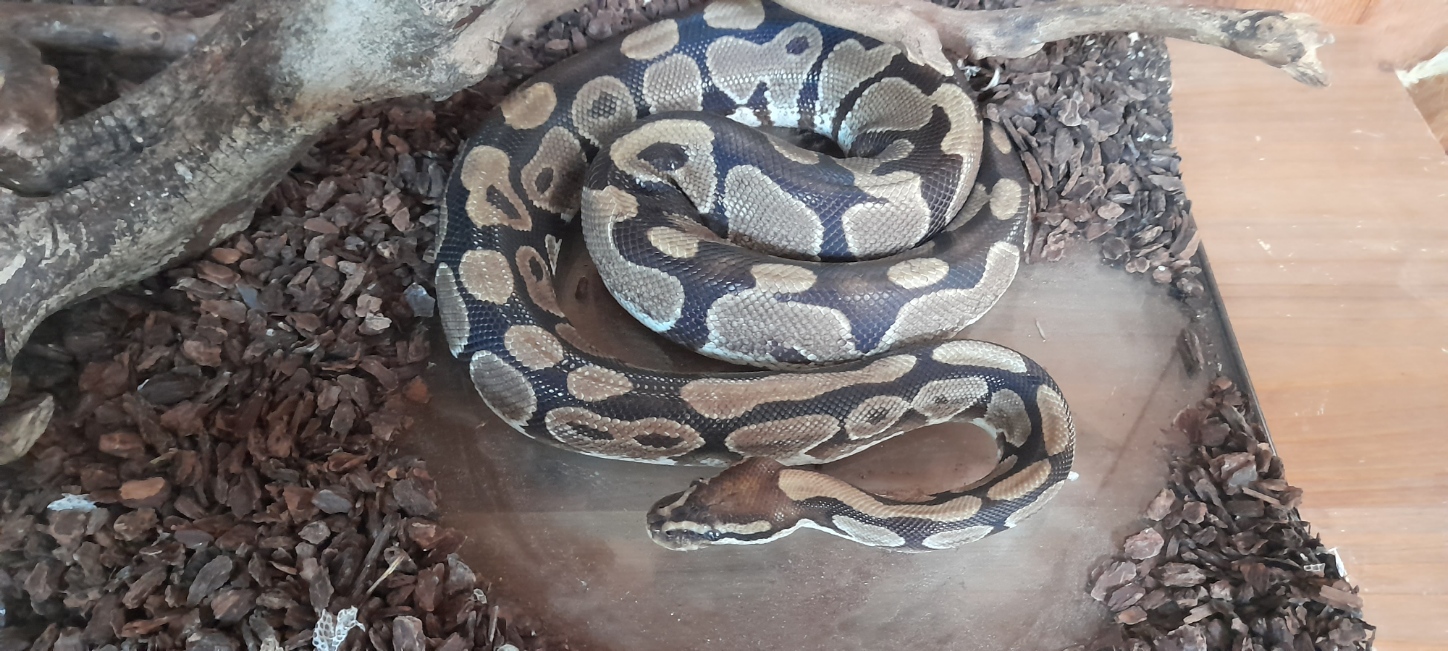 Rencontre avec Shé la femelle python : Médiathèque La Ronde des mots