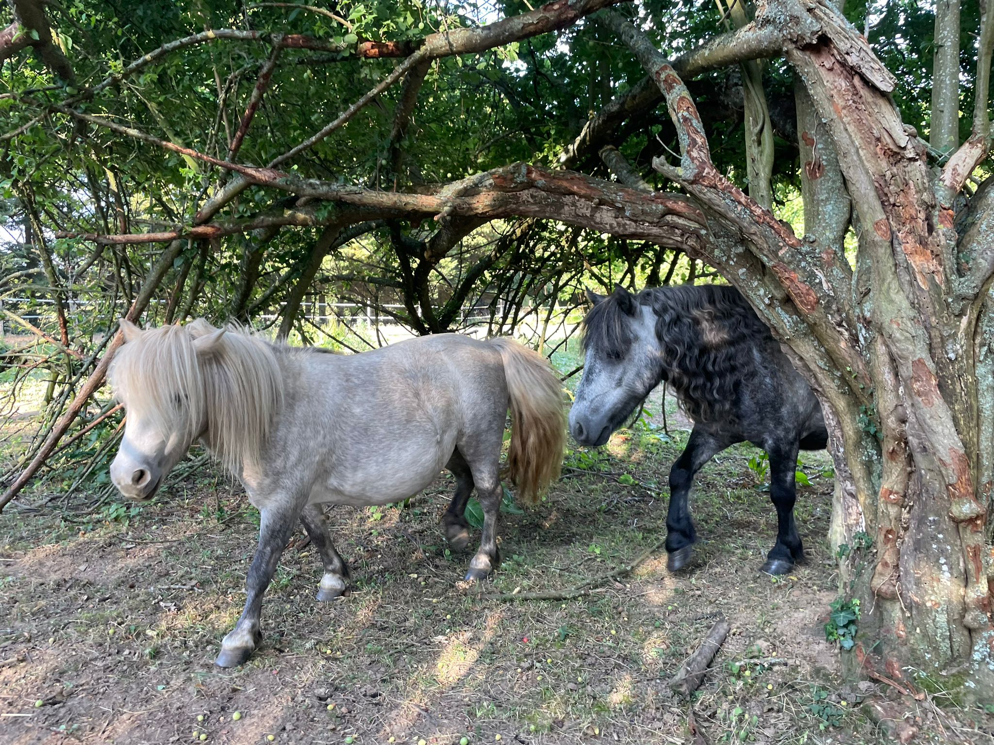 Au pré discis - photo 5