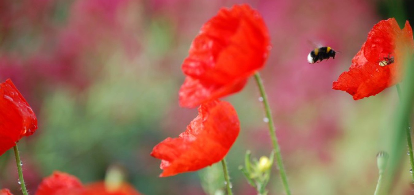 Simply Canvas - Maison de vacances, Saint-Jean-de-Duras - photo 12