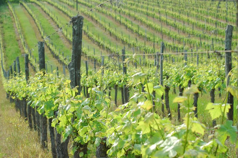 Vigne et vin découverte | Domaine du Siorac, Saint-Aubin-de-Cadelech - photo 2
