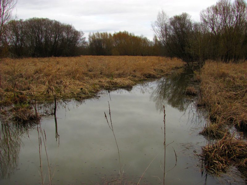 Marais des Brizards, Les Billaux - photo 11