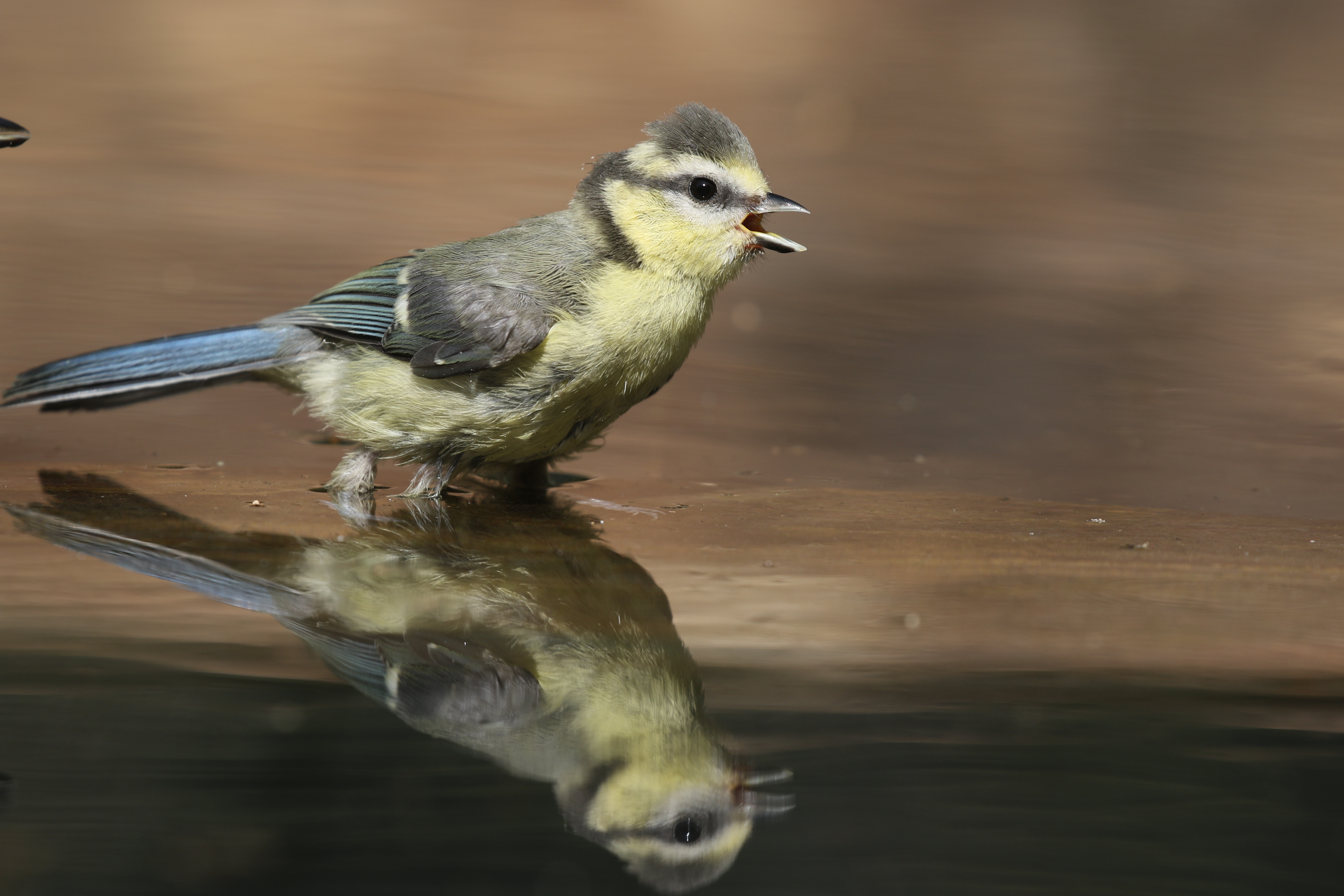 Sortie découverte "Oiseaux" — visuel événement