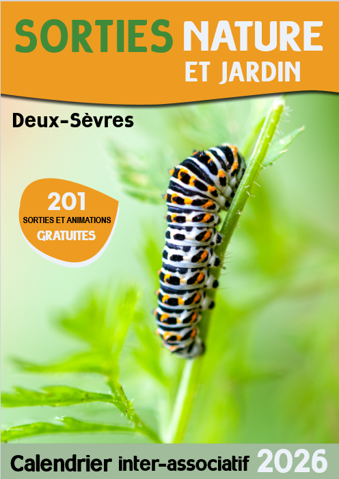 Sortie Nature : Le bal des chauves-souris