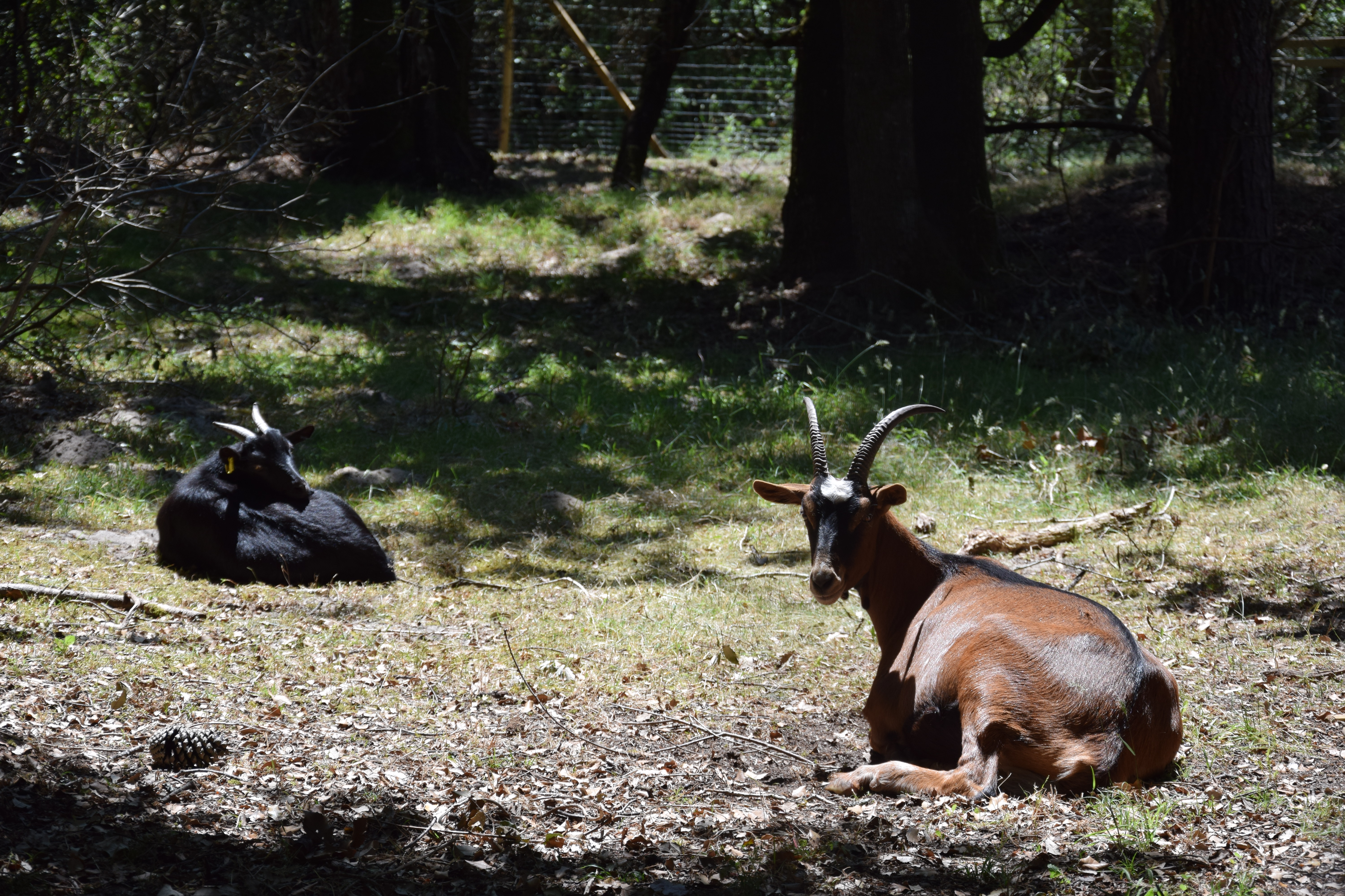 La Soulacaise Sud, Soulac-sur-Mer - photo 4