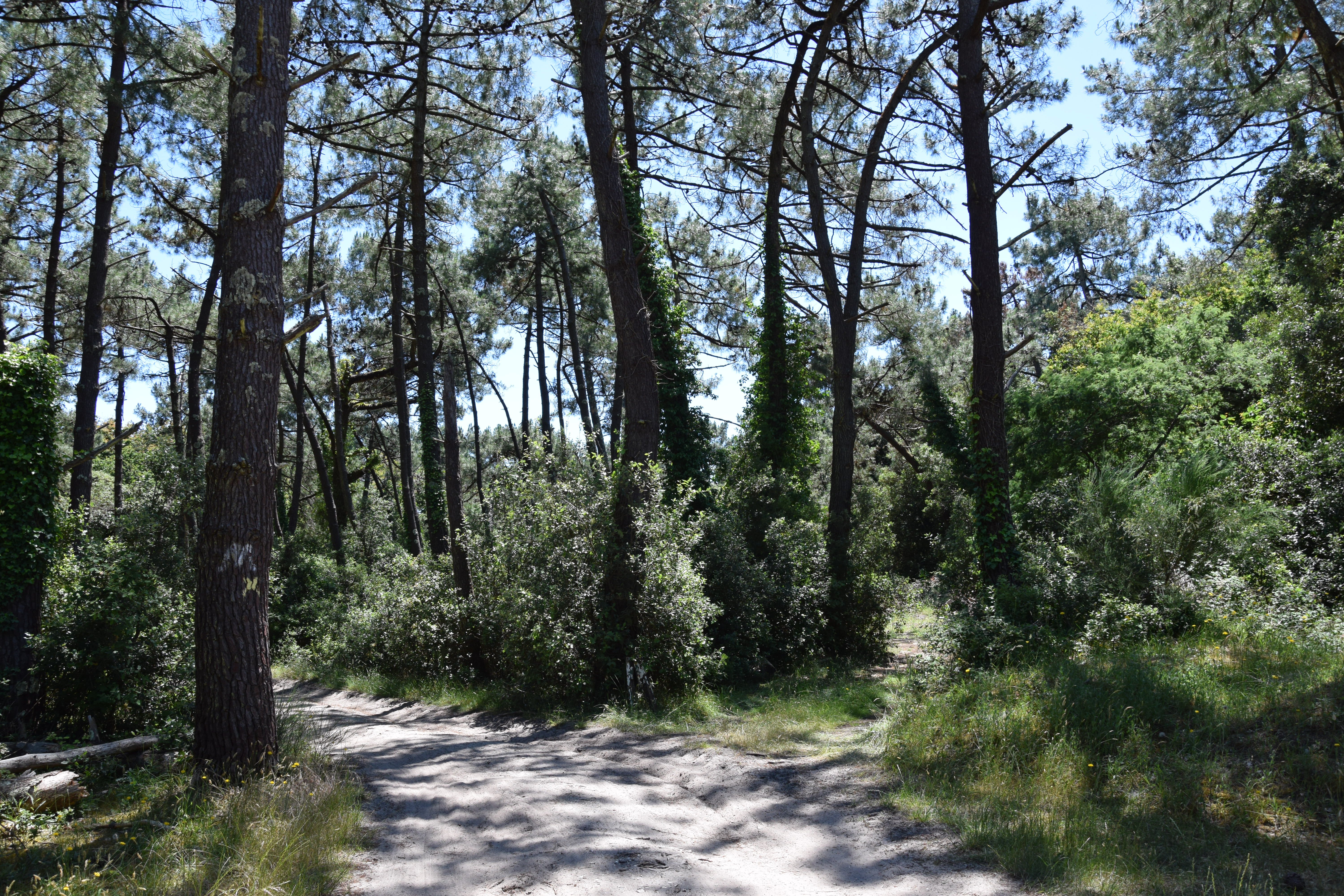 La Soulacaise Sud, Soulac-sur-Mer - photo 3
