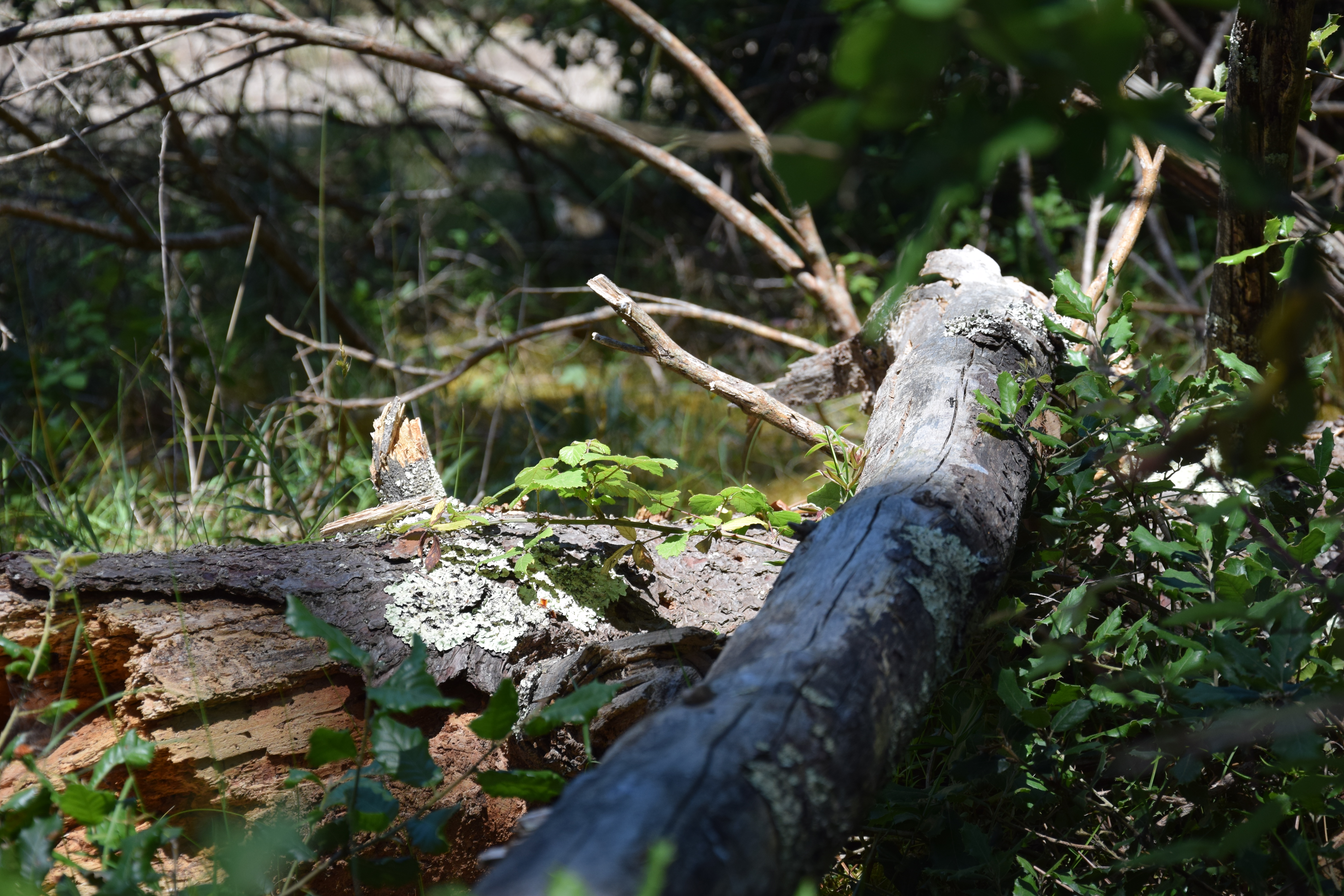 La Soulacaise Sud, Soulac-sur-Mer - photo 9