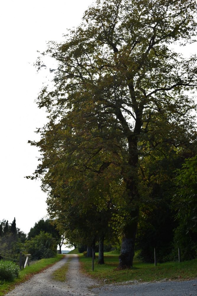 Les allées de Soumensac, Soumensac - photo 6