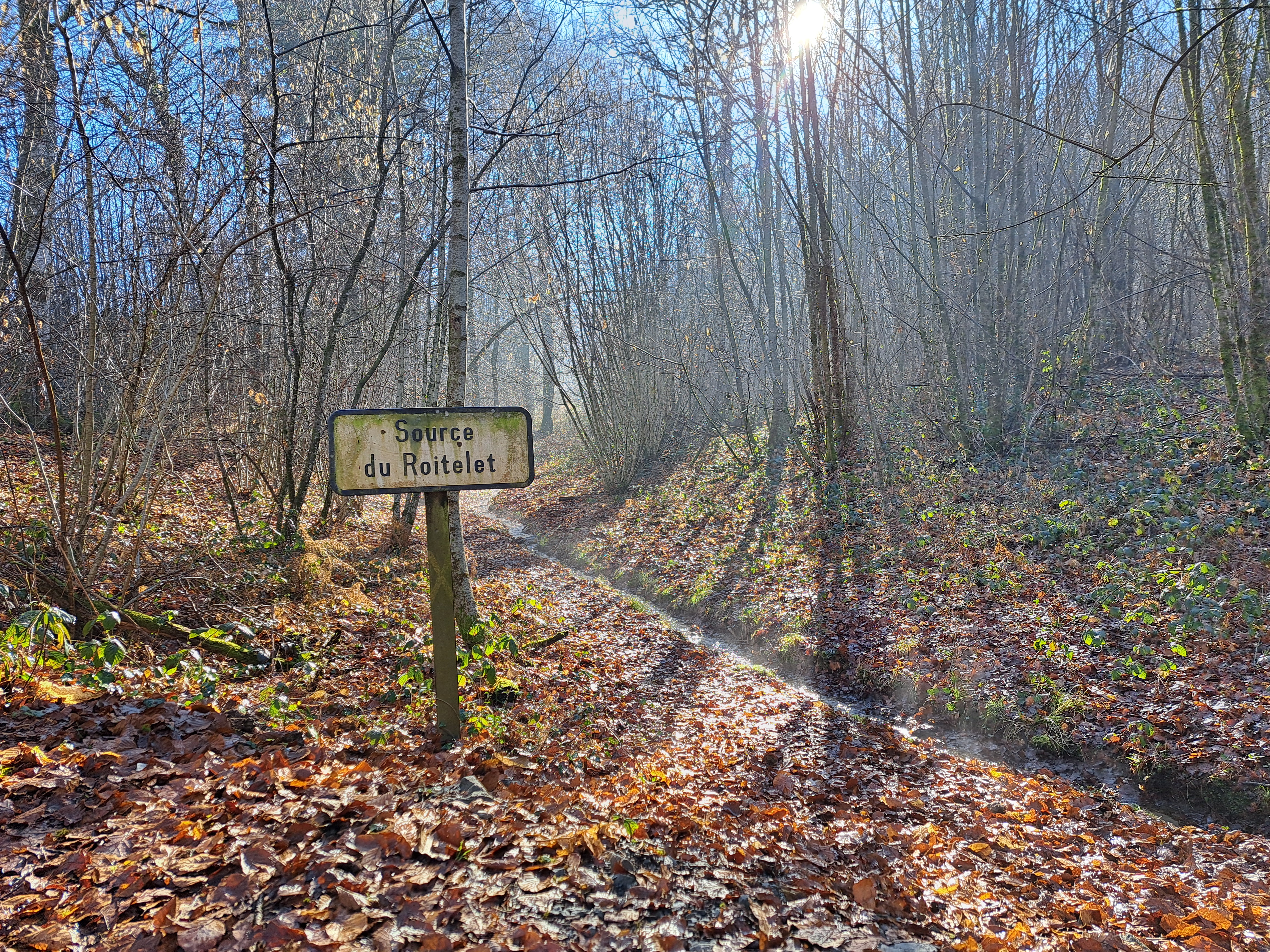 Forêt Domaniale - Saint-Sornin-Lavolps - photo 3