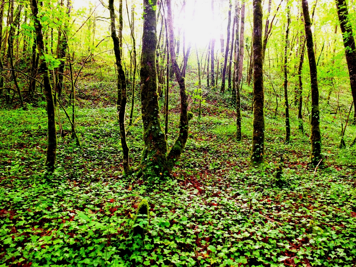 Gîte Jeansac, Trémons - photo 13