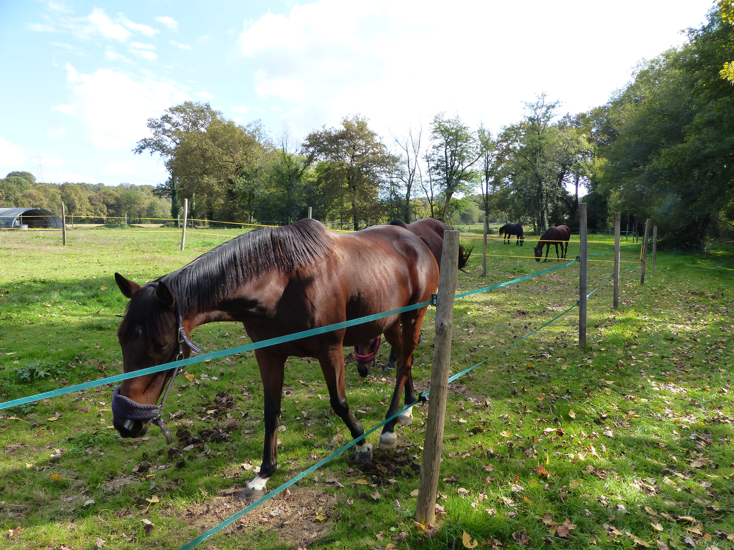 Les écuries de Lik - photo 3