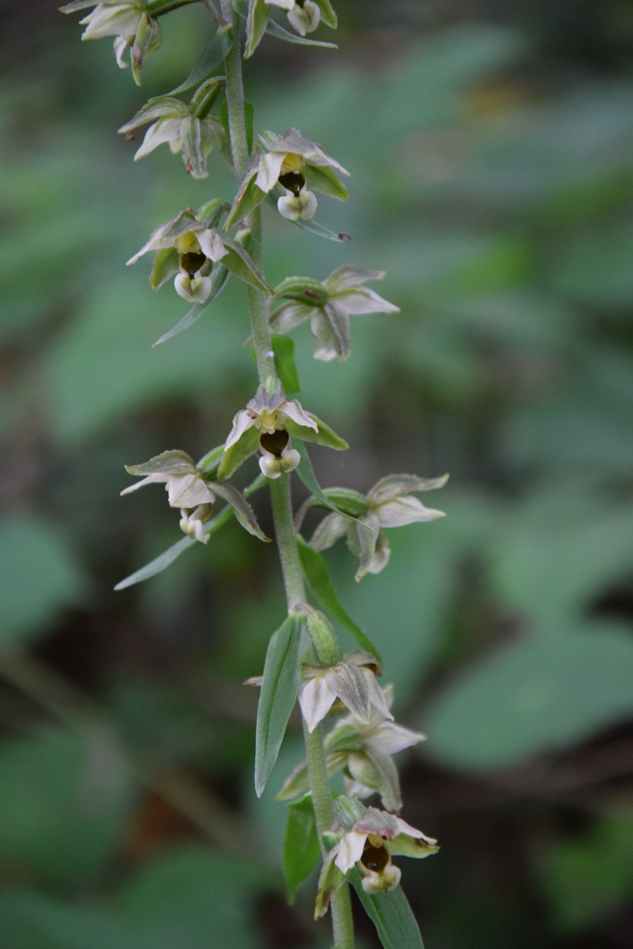 Boucle de Montcigoux, Saint-Pierre-de-Frugie - photo 3