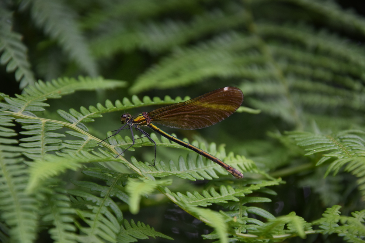 Boucle de Montcigoux, Saint-Pierre-de-Frugie - photo 2