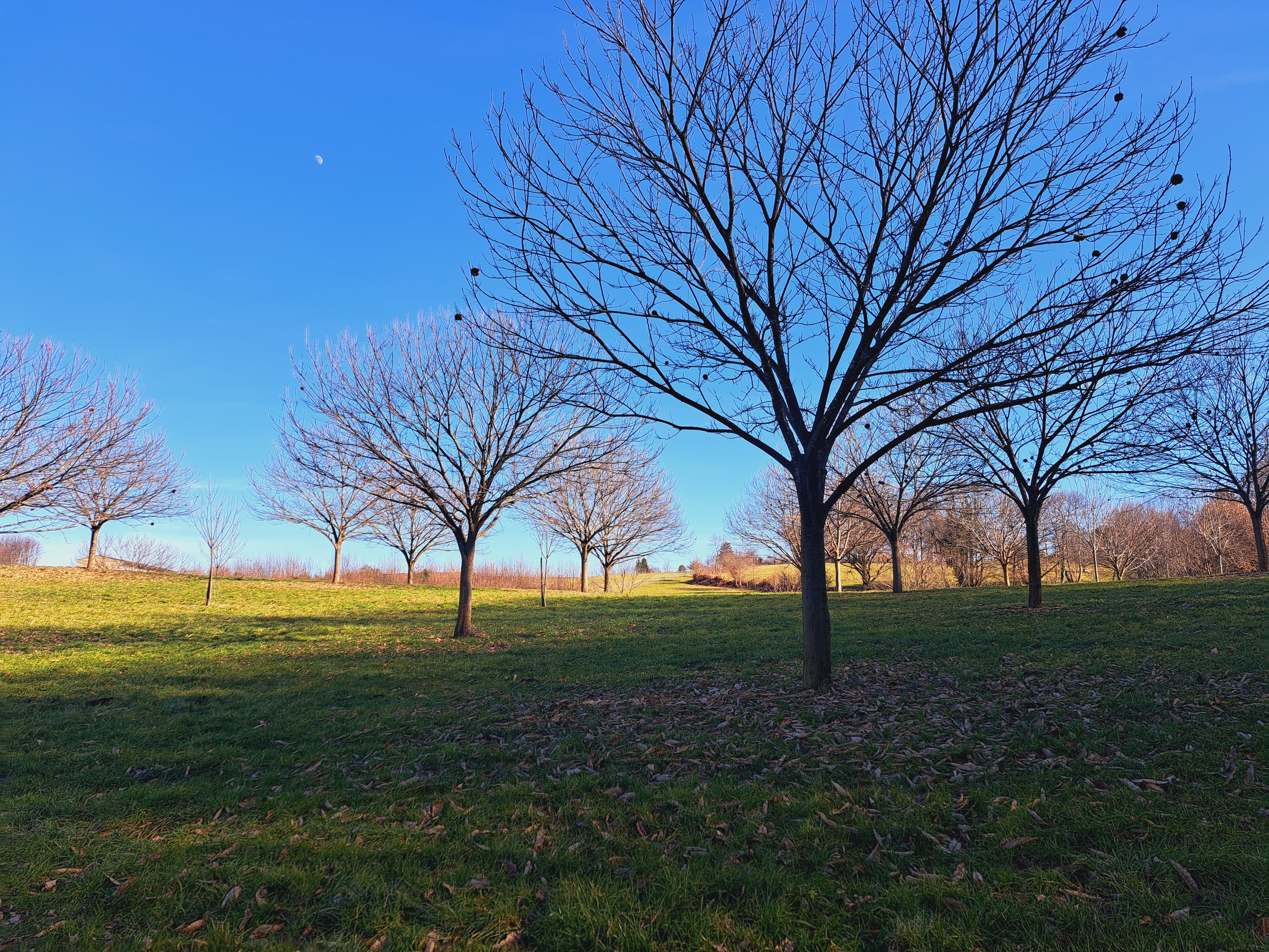 La Siauve, Beyssac - photo 6