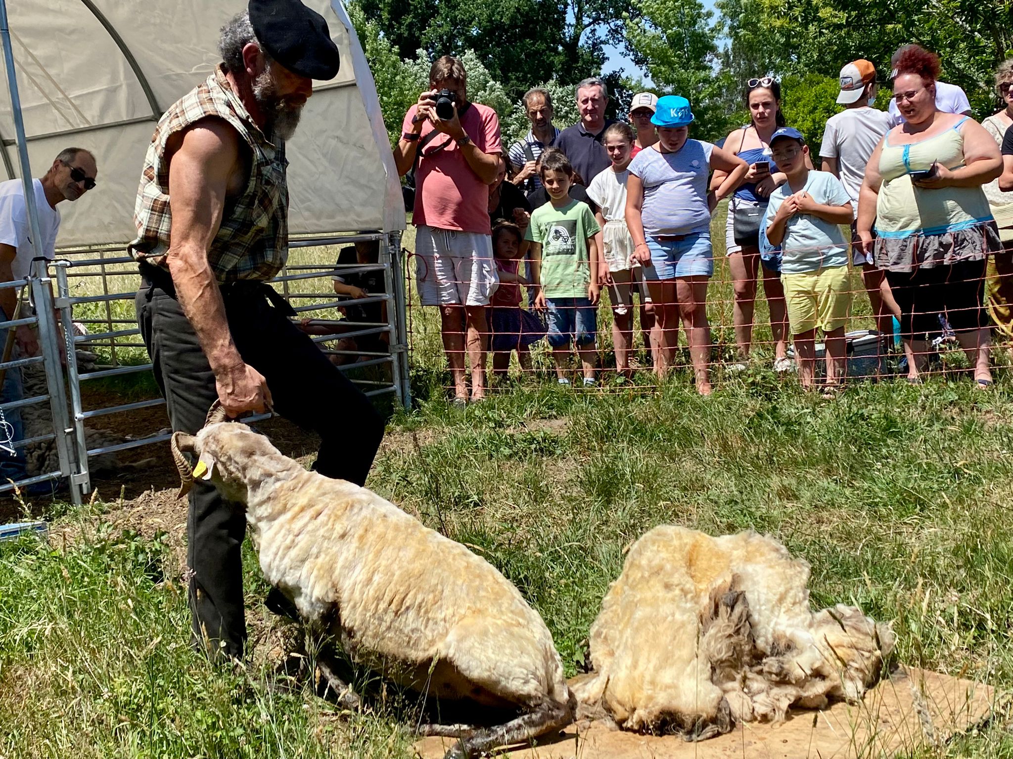 La tonte des moutons