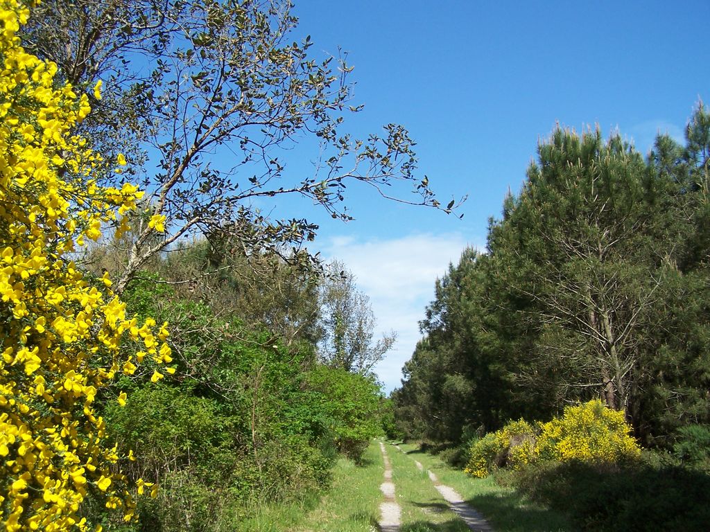 Forêt de pins 9 km-Ondres-Circuit jaune