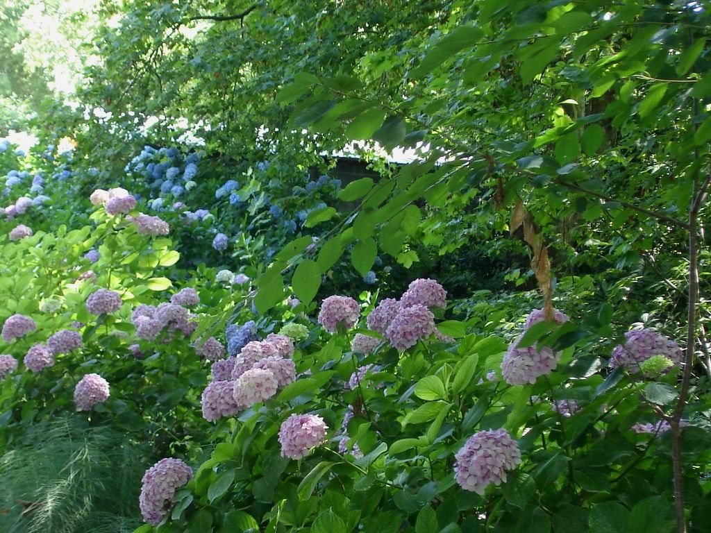 Ducasse - Aire naturelle - photo 5