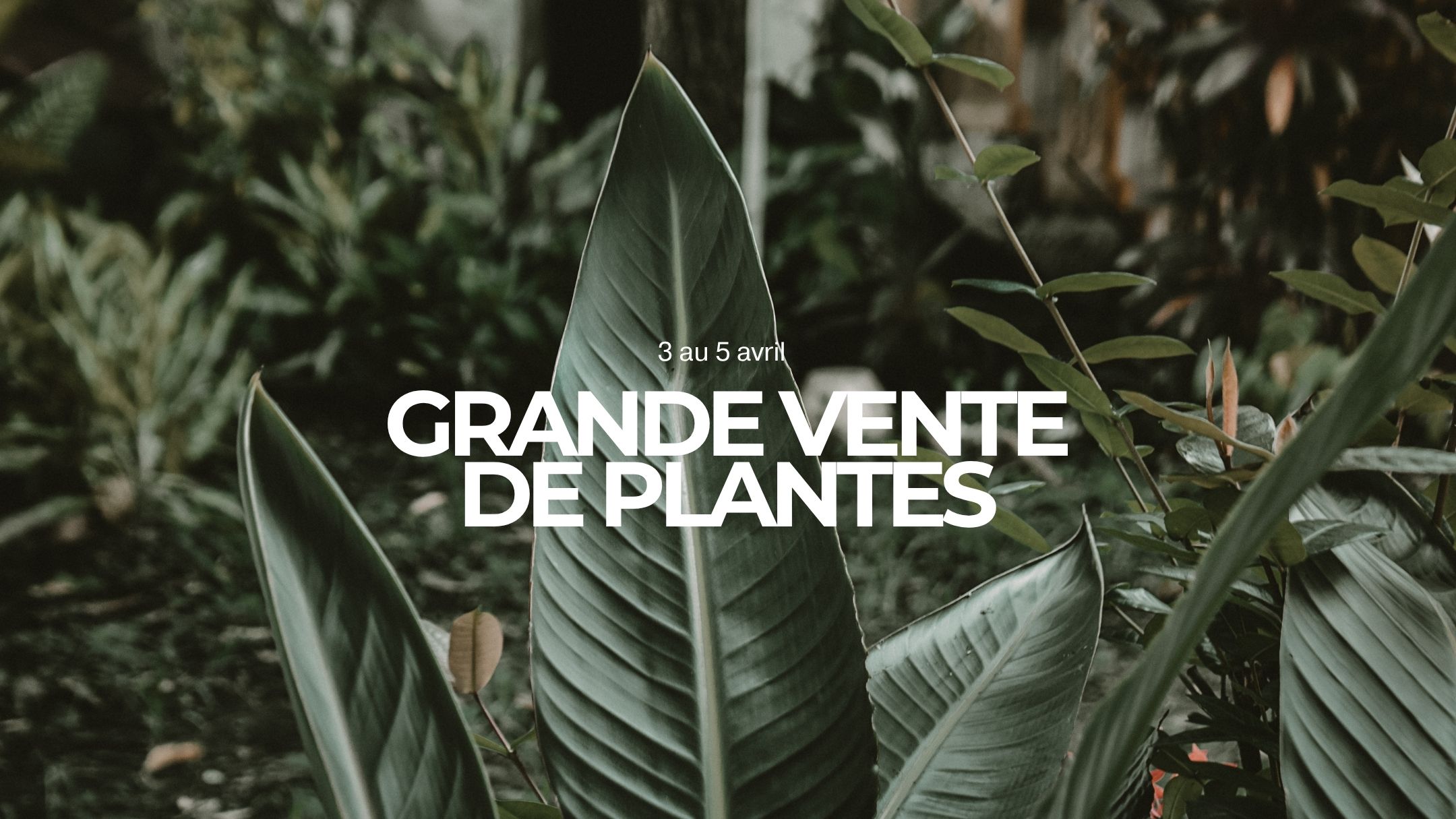 Grande vente de plantes