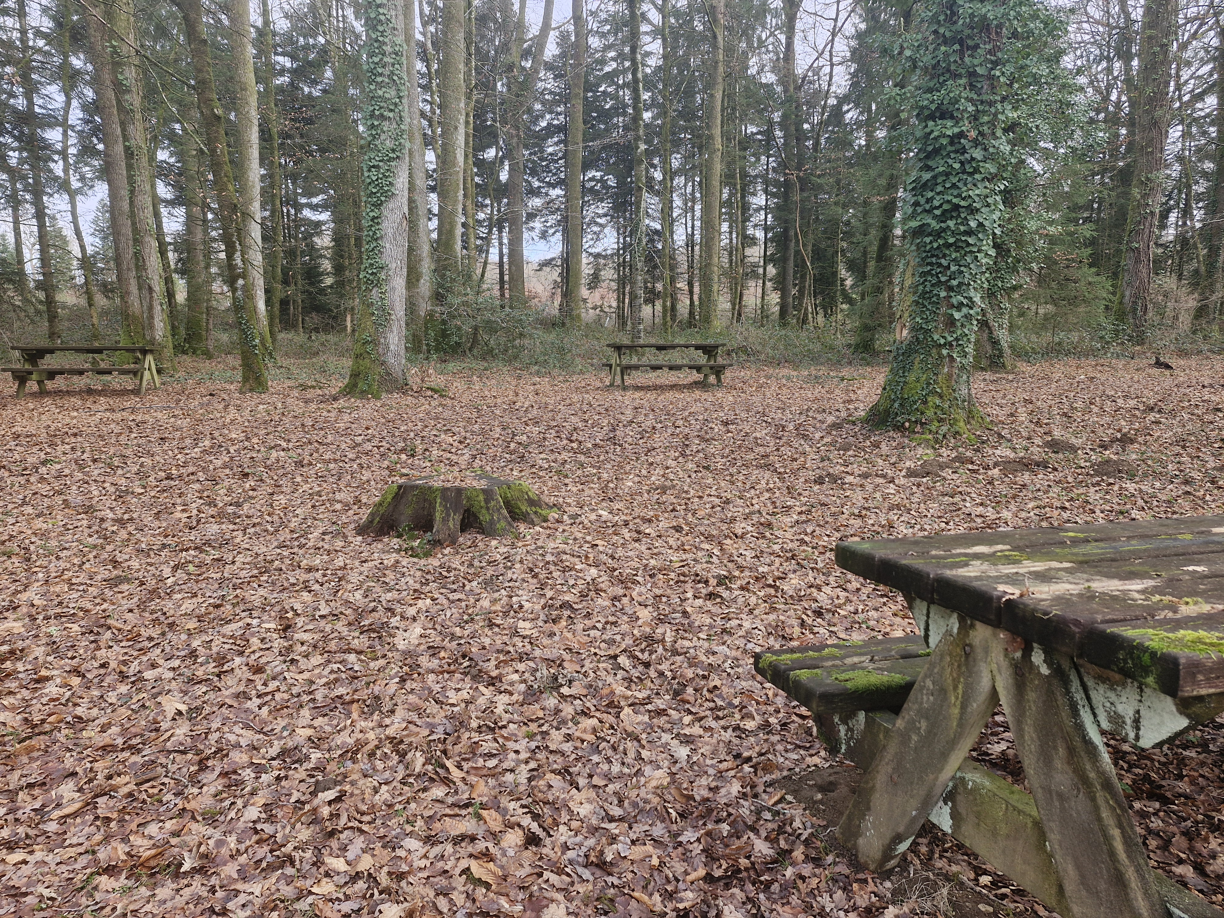 Aire de l'Etang de la Forêt