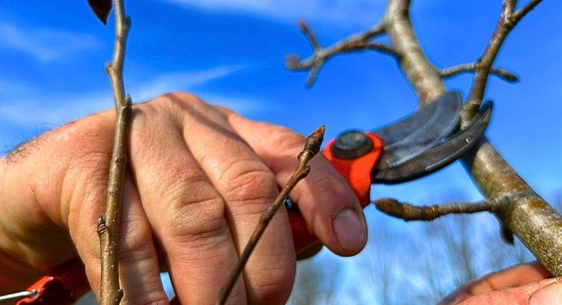 Formation arboriculteur – Initiation à la taille de formation des arbres fruitiers