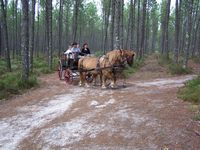 Attelage - Airial Lavigne