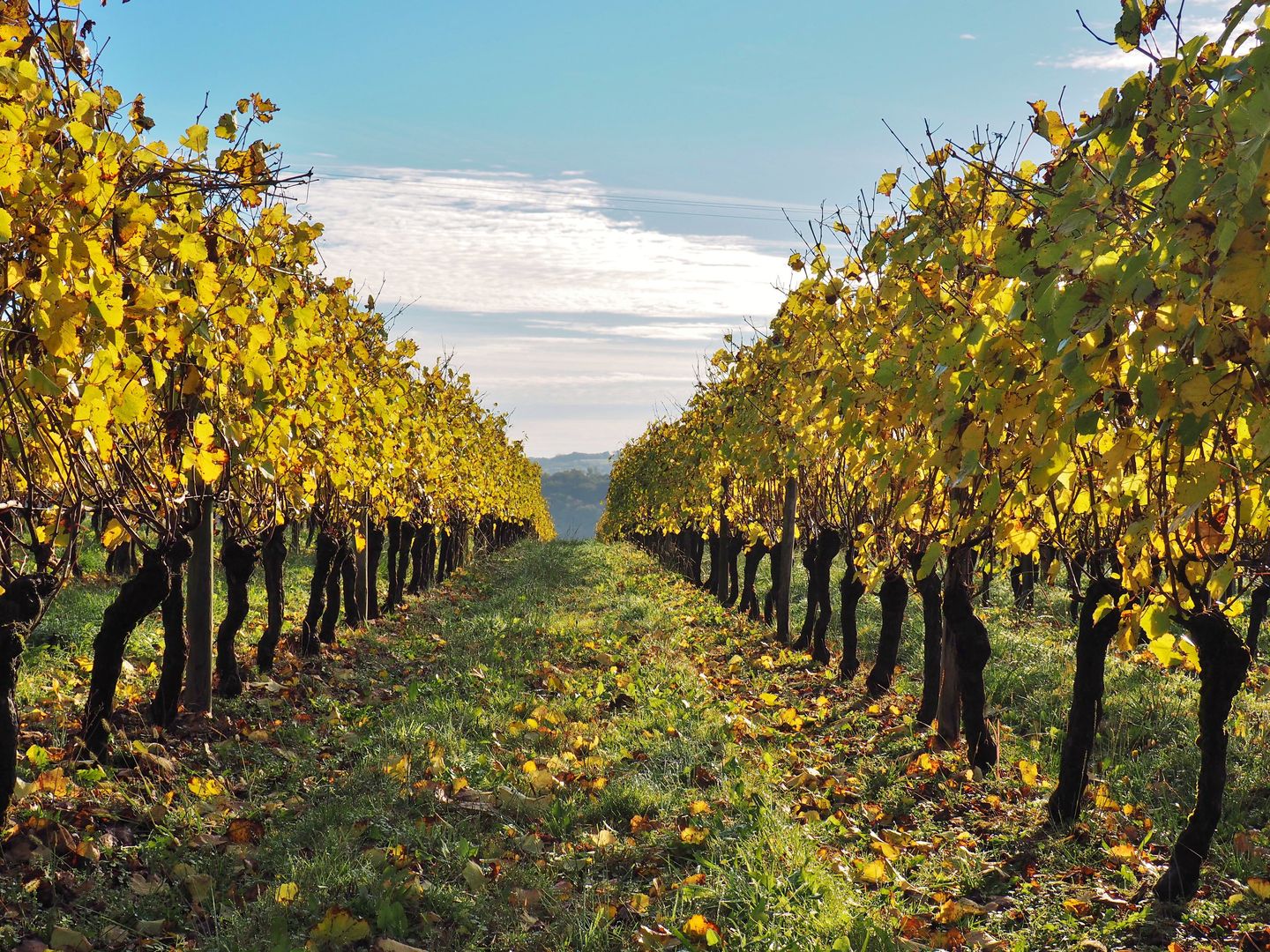 Domaine de la Caillabère