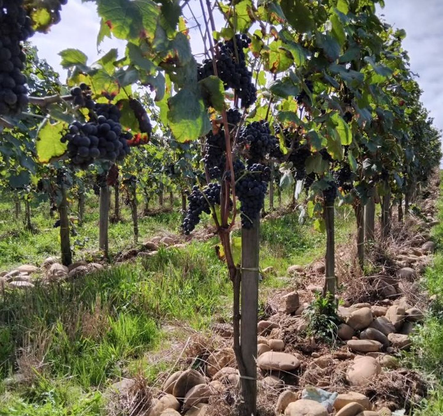 Domaine de la Caillabère - photo 5