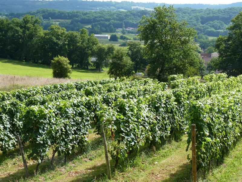 Domaine de la Caillabère